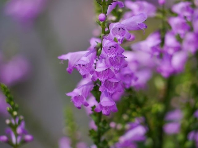 2019-04-27 14-51-03(001).jpg - 20190427_三義_雅聞香草植物工廠_花草