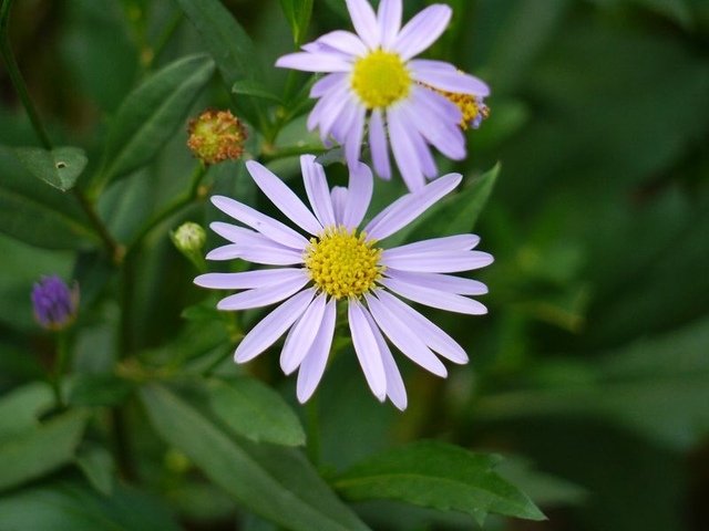 2019-04-27 14-59-50(001).jpg - 20190427_三義_雅聞香草植物工廠_花草