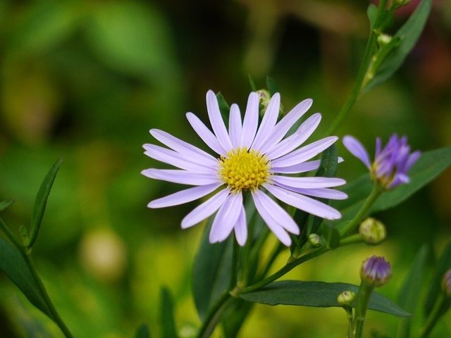 2019-04-27 15-00-16(001).jpg - 20190427_三義_雅聞香草植物工廠_花草