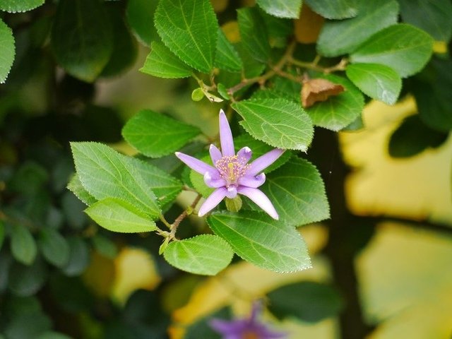 2019-04-27 15-10-01(001).jpg - 20190427_三義_雅聞香草植物工廠_花草