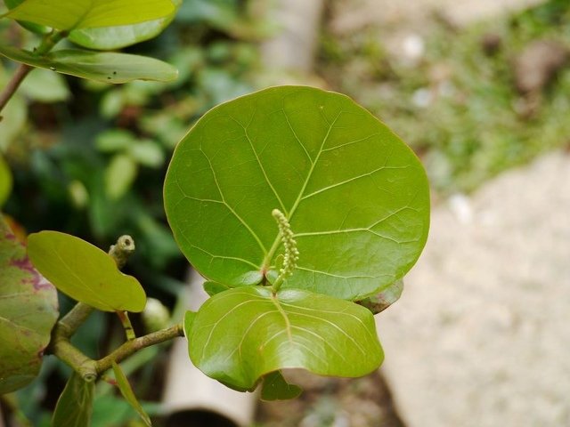 2019-04-27 15-26-00(001).jpg - 20190427_三義_雅聞香草植物工廠_花草