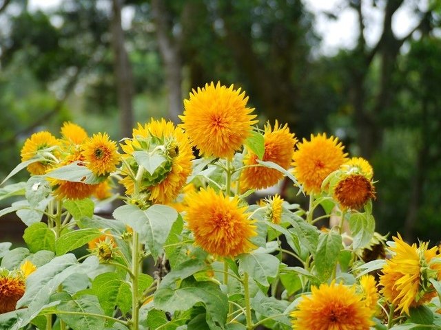 2019-04-27 15-26-21(001).jpg - 20190427_三義_雅聞香草植物工廠_花草