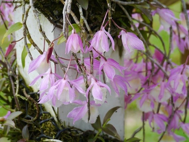 2019-04-27 15-29-17(001).jpg - 20190427_三義_雅聞香草植物工廠_花草