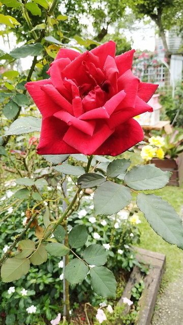 2019-04-27 14-59-15(001).jpg - 20190427_三義_雅聞香草植物工廠_玫瑰