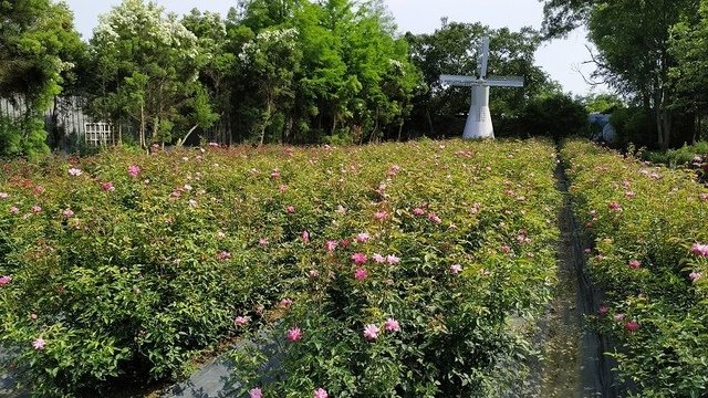2019-04-27 14-34-31(001).jpg - 20190427_三義_雅聞香草植物工廠