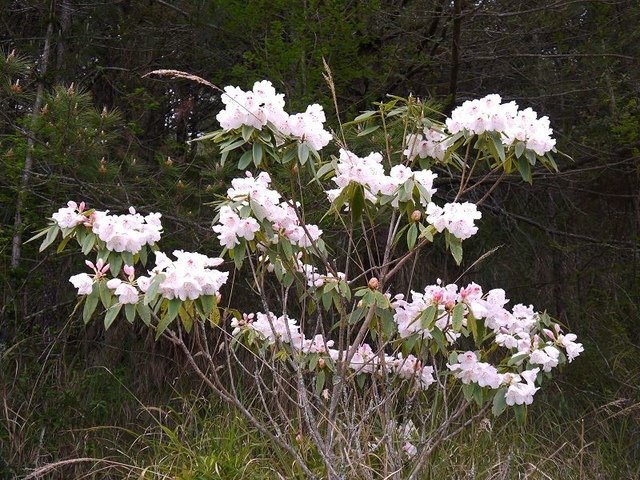 2019-04-26 12-56-49(001).jpg - 20190426_台中_大雪山森林遊樂區_雪山神木