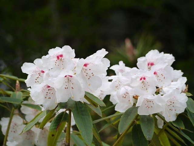 2019-04-26 13-04-32(001).jpg - 20190426_台中_大雪山森林遊樂區_雪山神木