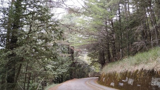 2019-04-26 13-17-59(001).jpg - 20190426_台中_大雪山森林遊樂區_雪山神木