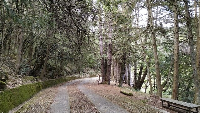 2019-04-26 13-30-24(001).jpg - 20190426_台中_大雪山森林遊樂區_雪山神木