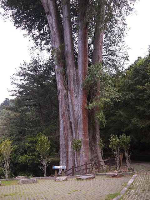 2019-04-26 13-35-28(001).jpg - 20190426_台中_大雪山森林遊樂區_雪山神木