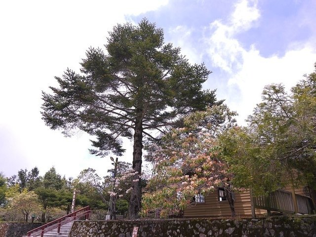 2019-04-26 12-23-34(001).jpg - 20190426_台中_大雪山森林遊樂區_天池