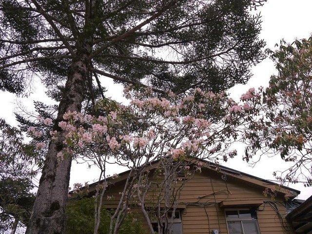 2019-04-26 12-25-20(001).jpg - 20190426_台中_大雪山森林遊樂區_天池