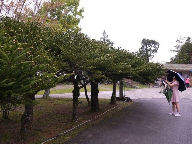 2019-04-26 12-27-39(001).jpg - 20190426_台中_大雪山森林遊樂區_天池