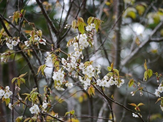 2019-04-26 12-35-56(001).jpg - 20190426_台中_大雪山森林遊樂區_天池