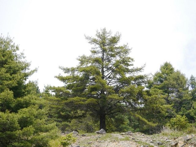 2019-04-26 12-36-45(001).jpg - 20190426_台中_大雪山森林遊樂區_天池