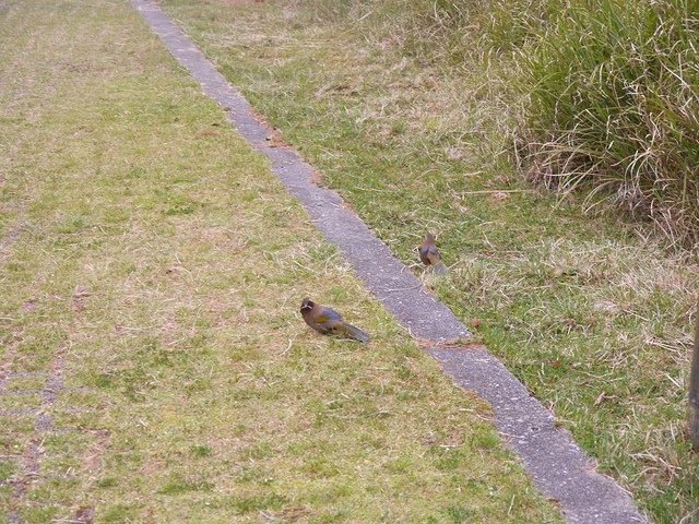 2019-04-26 12-42-19(001).jpg - 20190426_台中_大雪山森林遊樂區_天池