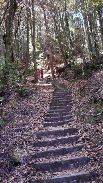 2019-11-23 12-48-20(001).jpg - 20191123_觀霧_榛山步道_左線