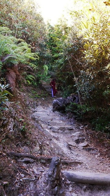 2019-11-23 12-01-18(001).jpg - 20191123_觀霧_榛山步道_左線