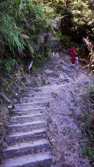 2019-11-23 12-39-21(001).jpg - 20191123_觀霧_榛山步道_左線