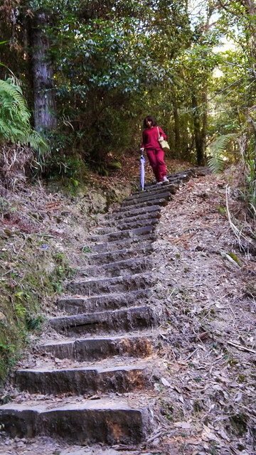 2019-11-23 12-44-54(001).jpg - 20191123_觀霧_榛山步道_左線