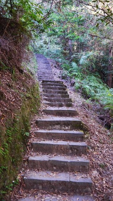 2019-11-23 12-45-33(001).jpg - 20191123_觀霧_榛山步道_左線