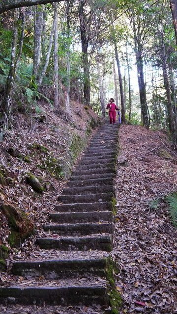 2019-11-23 12-52-16(001).jpg - 20191123_觀霧_榛山步道_左線