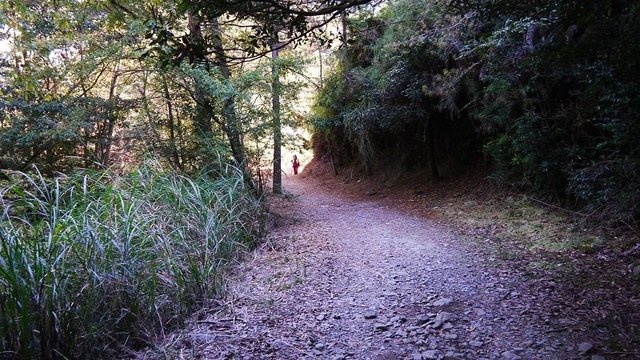 2019-11-23 13-13-13(001).jpg - 20191123_觀霧_榛山步道_左線