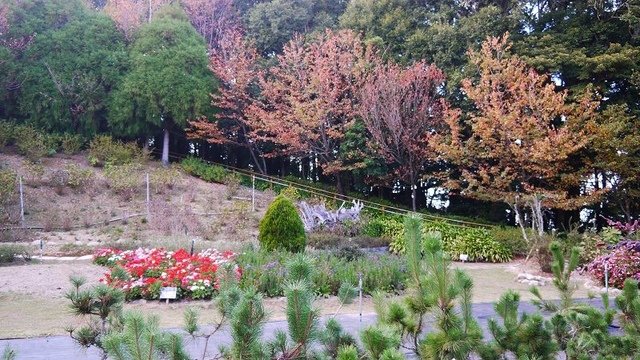2019-11-23 15-42-04(001).jpg - 20191123_觀霧_雪霸農場