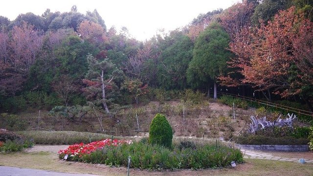 2019-11-23 15-42-22(001).jpg - 20191123_觀霧_雪霸農場