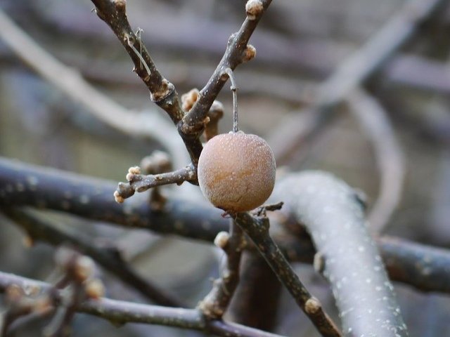 2019-11-23 15-53-17(001).jpg - 20191123_觀霧_雪霸農場