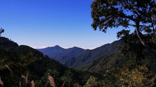 2019-11-23 11-46-19(001).jpg - 20191123_觀霧_榛山步道_左線