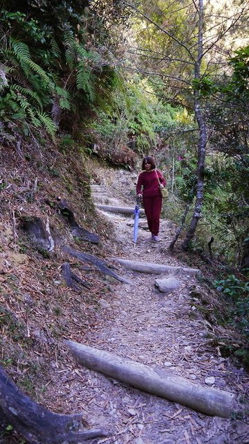 2019-11-23 11-59-53(001).jpg - 20191123_觀霧_榛山步道_左線