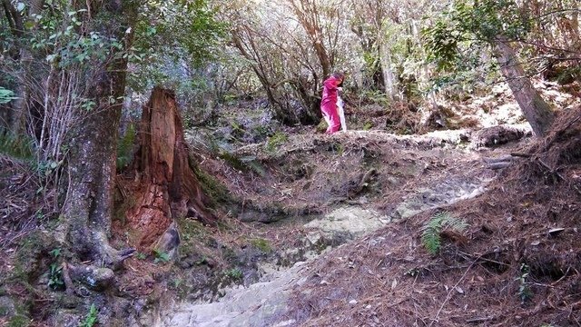 2019-11-23 12-06-06(001).jpg - 20191123_觀霧_榛山步道_左線