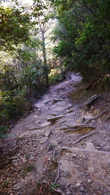 2019-11-23 12-16-09(001).jpg - 20191123_觀霧_榛山步道_左線