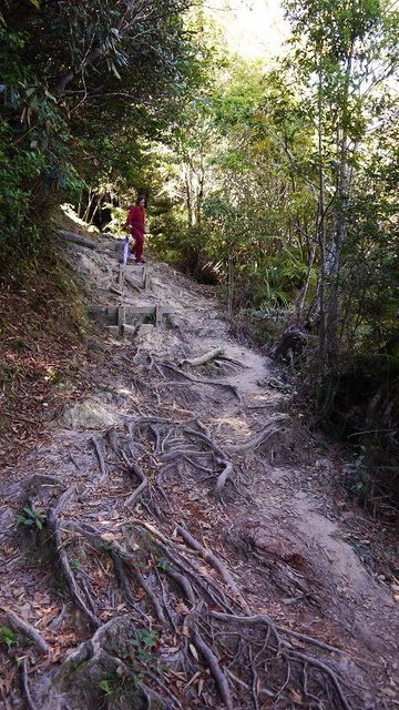 2019-11-23 12-16-59(001).jpg - 20191123_觀霧_榛山步道_左線