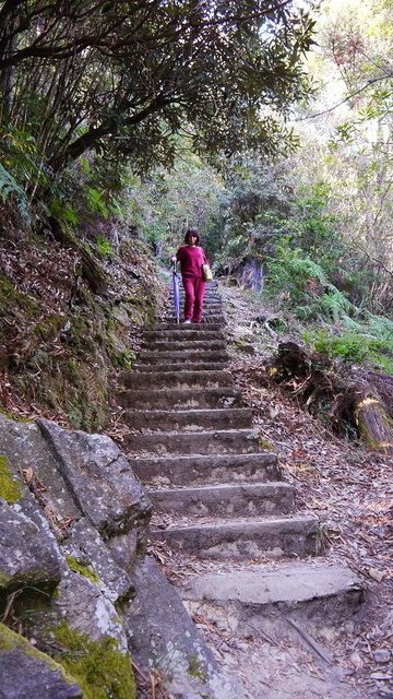 2019-11-23 12-41-13(001).jpg - 20191123_觀霧_榛山步道_左線