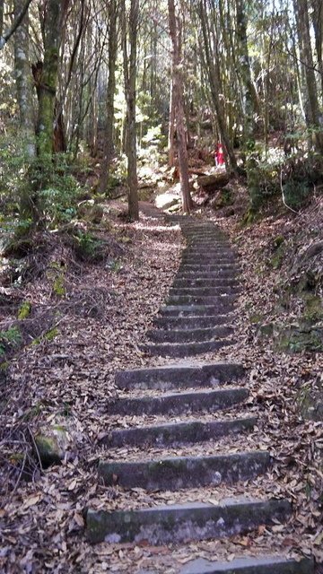 2019-11-23 12-47-55(001).jpg - 20191123_觀霧_榛山步道_左線