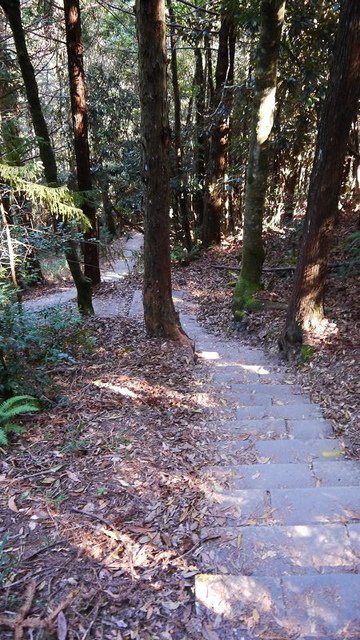 2019-11-23 12-54-03(001).jpg - 20191123_觀霧_榛山步道_左線