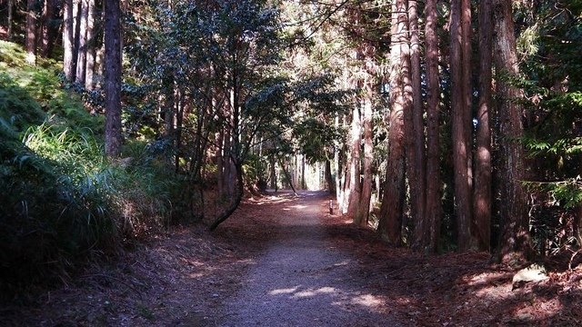 2019-11-23 13-10-08(001).jpg - 20191123_觀霧_榛山步道_左線