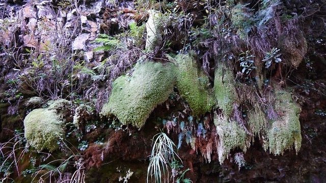 2019-11-23 13-26-28(001).jpg - 20191123_觀霧_榛山步道_左線