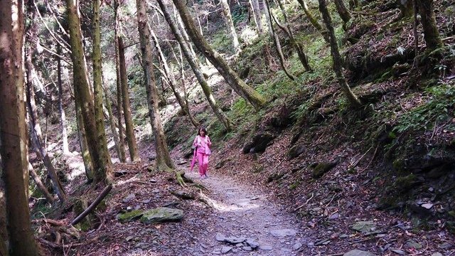 2019-11-22 12-38-55(001).jpg - 20191122_觀霧_檜山巨木步道_去程