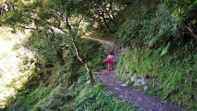 2019-11-22 12-15-03(001).jpg - 20191122_觀霧_檜山巨木步道_去程