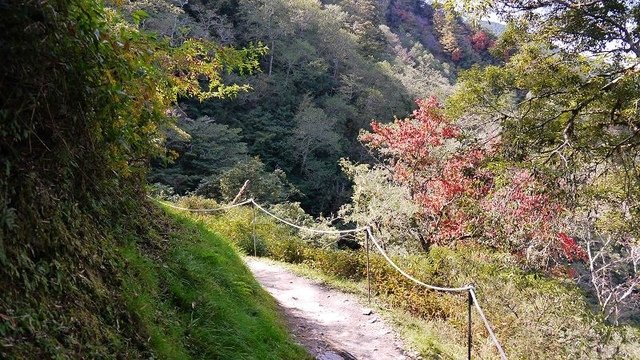 2019-11-22 12-19-47(001).jpg - 20191122_觀霧_檜山巨木步道_去程