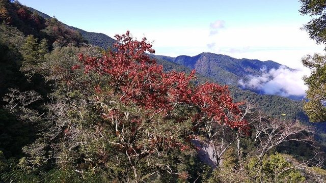 2019-11-22 12-20-13(001).jpg - 20191122_觀霧_檜山巨木步道_去程