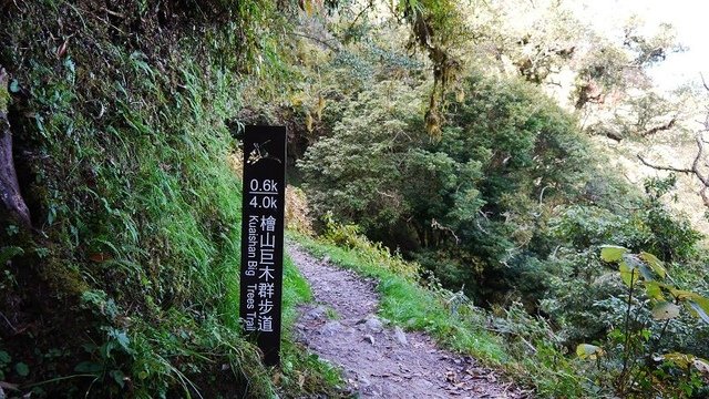 2019-11-22 12-27-20(001).jpg - 20191122_觀霧_檜山巨木步道_去程