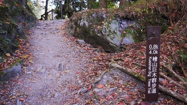 2019-11-22 12-36-56(001).jpg - 20191122_觀霧_檜山巨木步道_去程