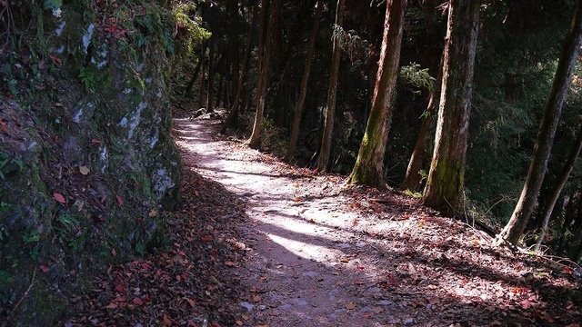 2019-11-22 12-37-58(001).jpg - 20191122_觀霧_檜山巨木步道_去程