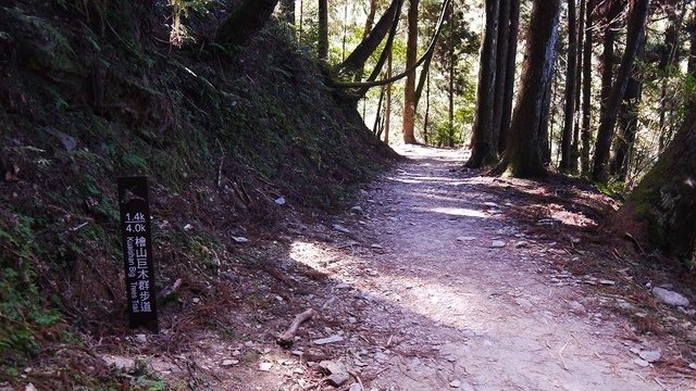 2019-11-22 12-49-57(001).jpg - 20191122_觀霧_檜山巨木步道_去程