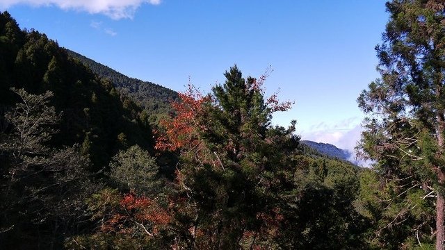 2019-11-22 12-54-30(001).jpg - 20191122_觀霧_檜山巨木步道_去程