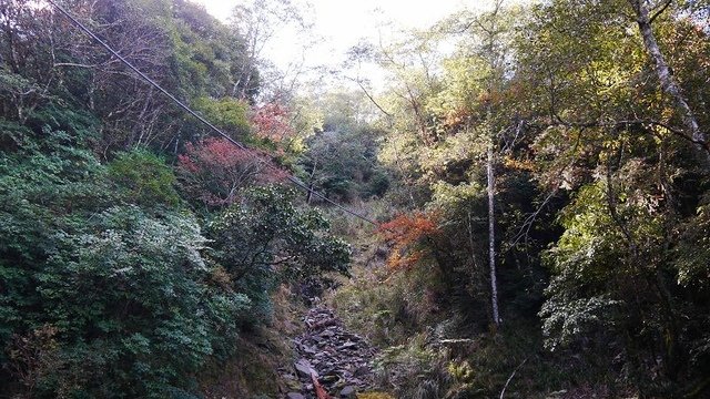 2019-11-22 12-55-43(001).jpg - 20191122_觀霧_檜山巨木步道_去程